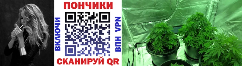 Канабис планчик  наркотики  Мещовск 